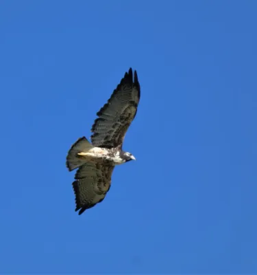 File:Aguila cola blanca (Geranoaetus albicaudatus), Uruguay, 2021.jpg