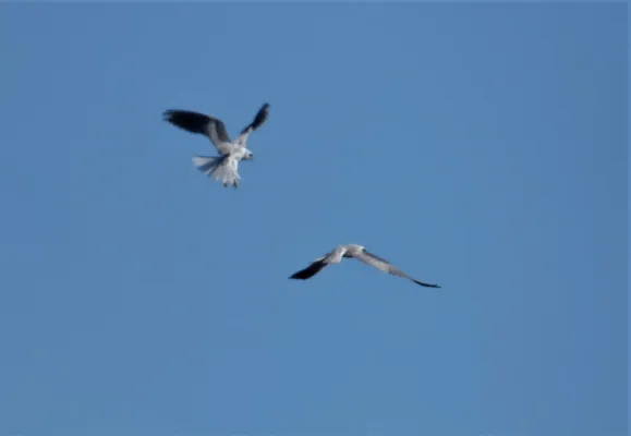 File:Halcones blancos (Elanus leucurus), Uruguay, 2022.jpg