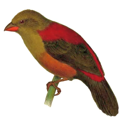 File:Cryptospiza shelleyi.jpg