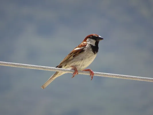 File:Passer italiae on wire.jpg