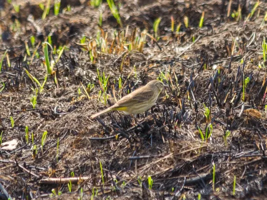 File:Palm Warbler (Setophaga palmarum).jpg