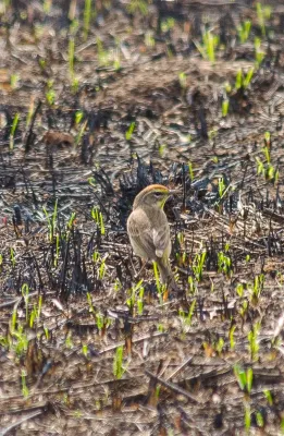 File:Palm Warbler (Setophaga palmarum) - 52165995215.jpg