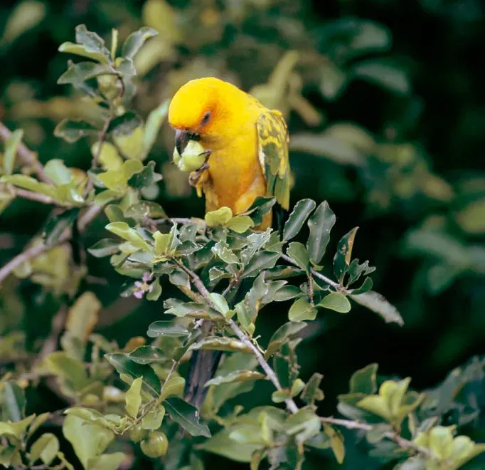 File:Aratinga maculata, French Guiana 1.jpg