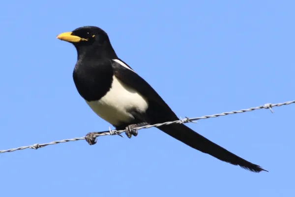 File:Pica nuttalli 254606975.jpg