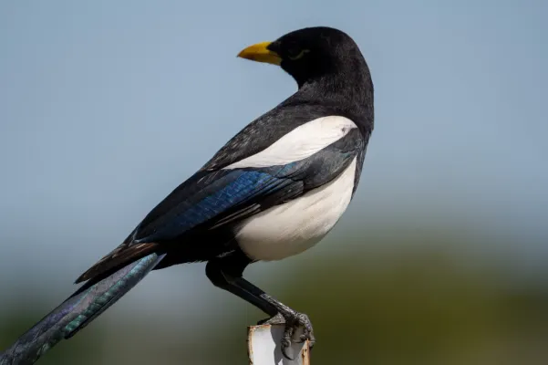 File:Pica nuttalli 279928662.jpg