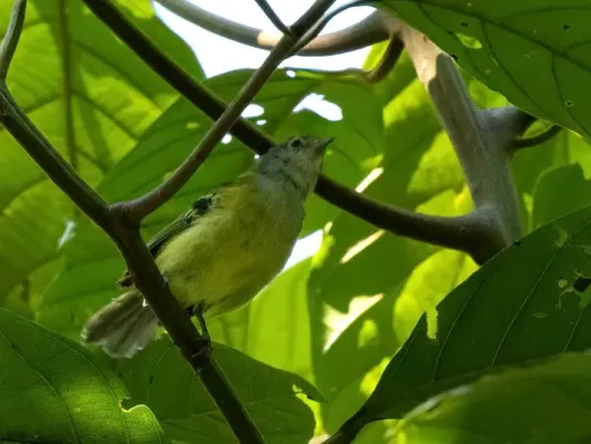 File:Pogonotriccus orbitalis Spectacled Bristle-Tyrant; La Merced, Junín, Peru.jpg