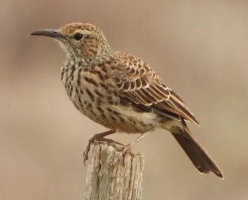 File:Certhilauda curvirostris 264775837.jpg