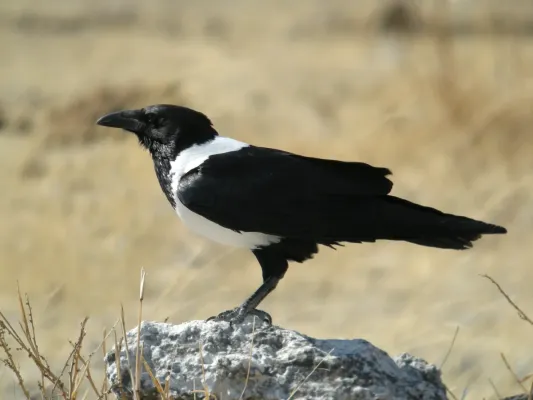 File:Corvus albus -Etosha National Park, Namibia-8.jpg