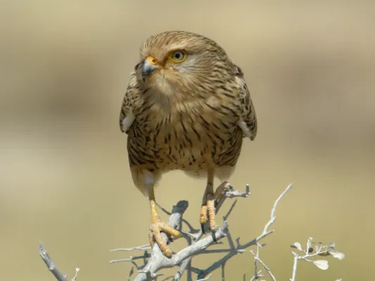 File:Falco rupicoloides -Etosha National Park, Namibia-8.jpg