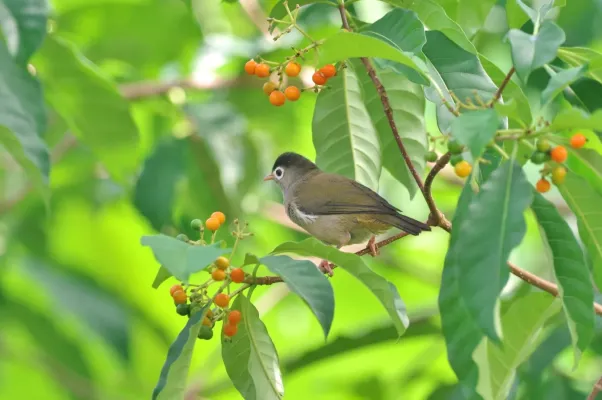 File:Zosterops lugubris 13080360.jpg