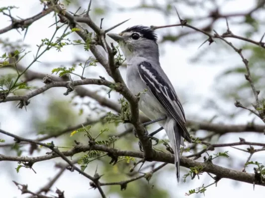 File:Pachyramphus albogriseus Black-and-White Becard (male); Jaen, Cajamarca, Peru.jpg