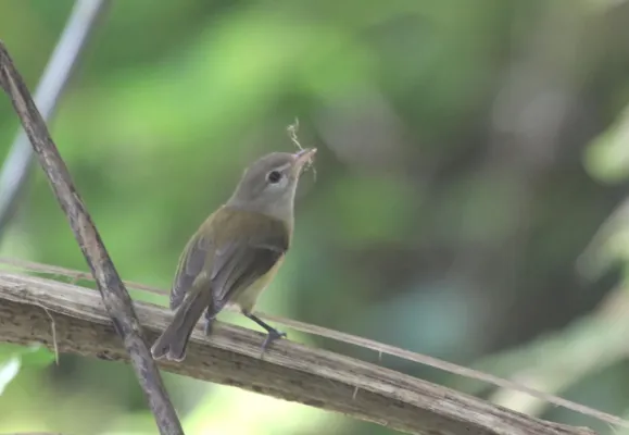 File:Vireo latimeri 184651046.jpg