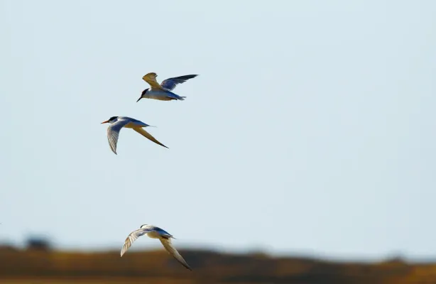 File:Saunders's Tern (Sternula saundersi) flying, UAE.jpg