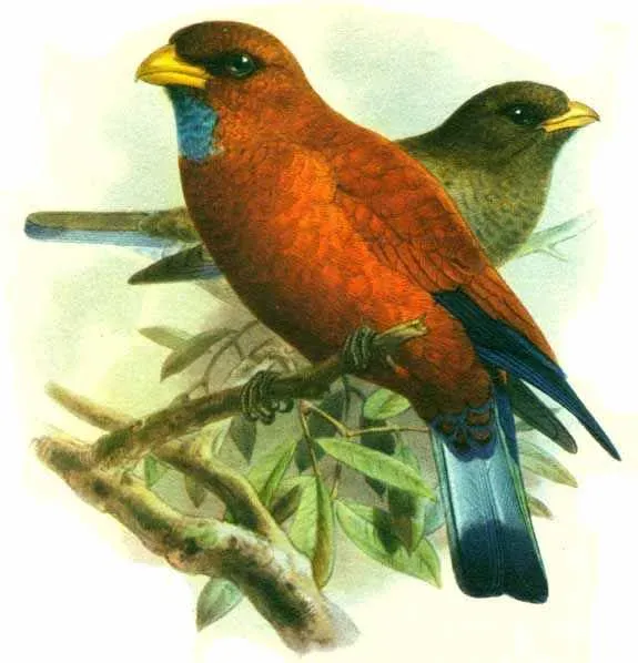 File:Eurystomus gularis.jpg