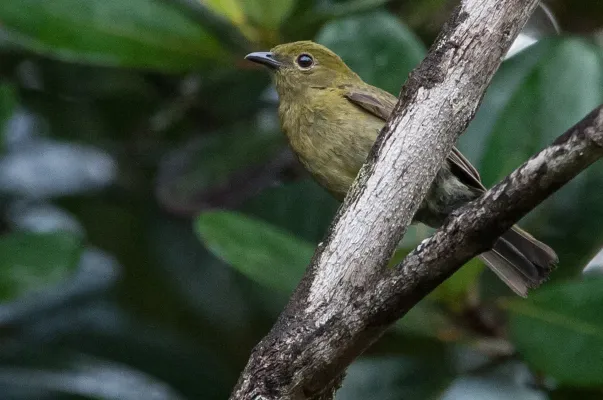 File:Xenopipo uniformis Olive Manakin; eastern Venezuela.jpg