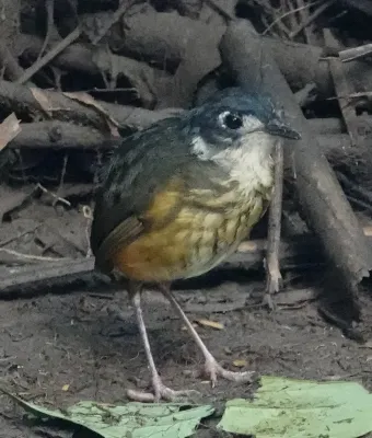 File:Myrmothera fulviventris fulviventris iNaturalist.jpg