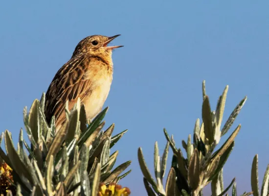 File:Anthus bogotensis 115531206.jpg