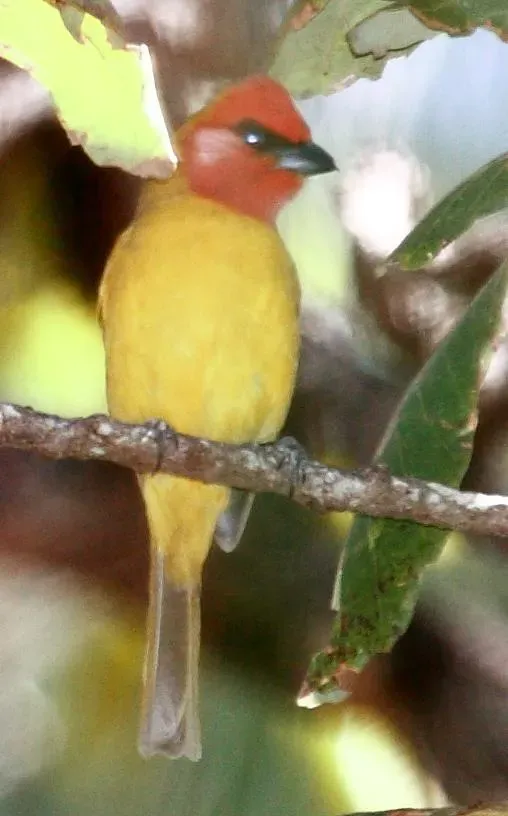 File:Piranga erythrocephala 1.jpg