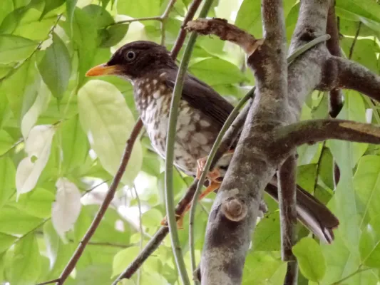 File:Turdus xanthorhynchus, Príncipe 1.jpg