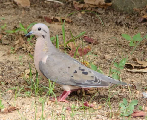 File:Zenaida auriculata -Sao Lourenco do Sul, Rio Grande do Sul, Brazil-8.jpg
