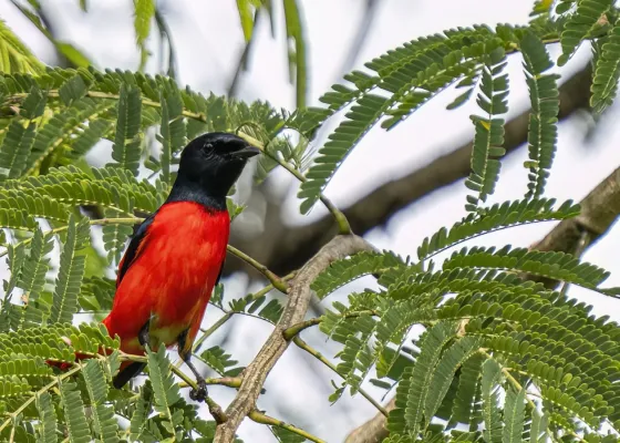 File:20221225 Pericrocotus speciosus.jpg