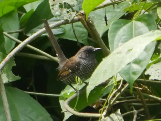 File:Prinia bairdii 29057092.jpg