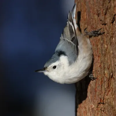 File:Sitta carolinensis CT2.jpg