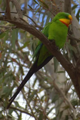 File:Polytelis swainsonii -Canberra, Australia-8a (1).jpg