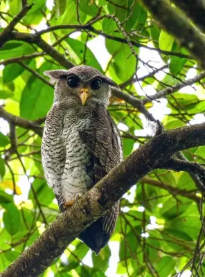 File:20230503 Ketupa sumatrana.jpg