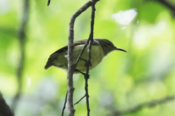 File:Anthreptes seimundi minor 248492631.jpg