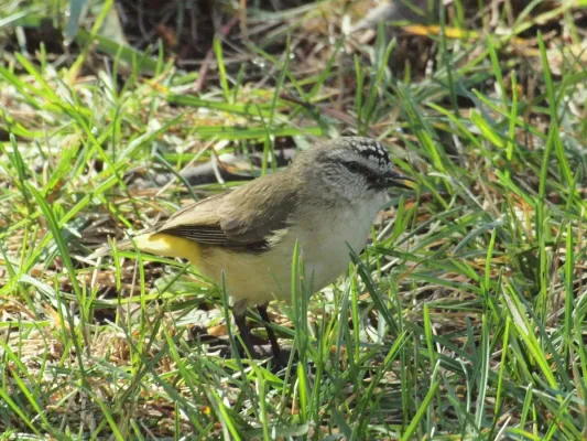 File:Acanthiza chrysorrhoa -Canberra, Australia-8 (1).jpg