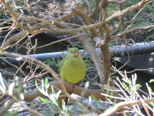 File:Regent parrot (Polytelis anthopeplus) at Perth Zoo, June 2023 01.jpg
