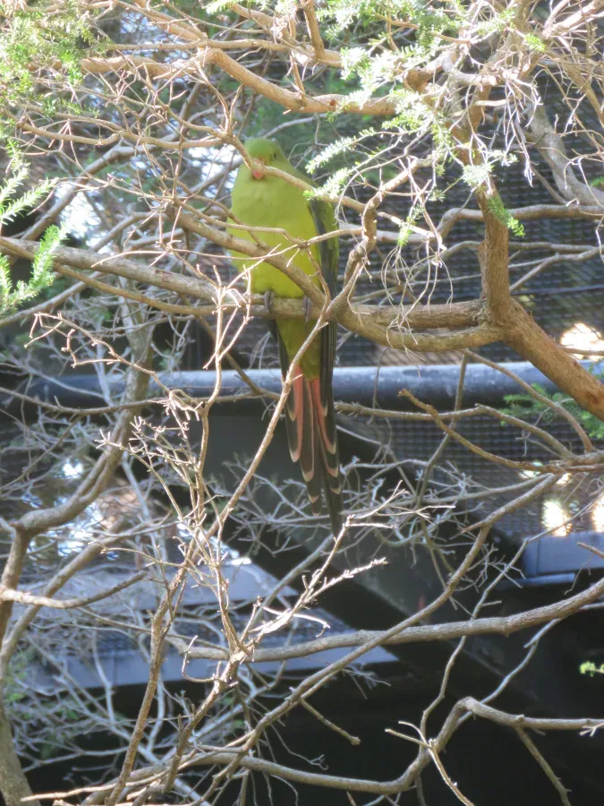 File:Regent parrot (Polytelis anthopeplus) at Perth Zoo, June 2023 04.jpg