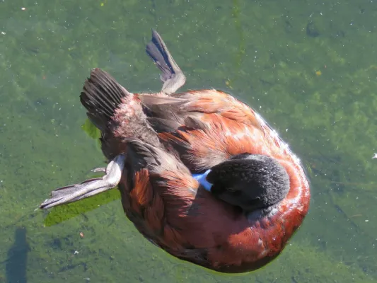File:Blue-billed duck (Oxyura australis) at Perth Zoo, June 2023 03.jpg