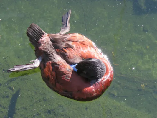 File:Blue-billed duck (Oxyura australis) at Perth Zoo, June 2023 01.jpg