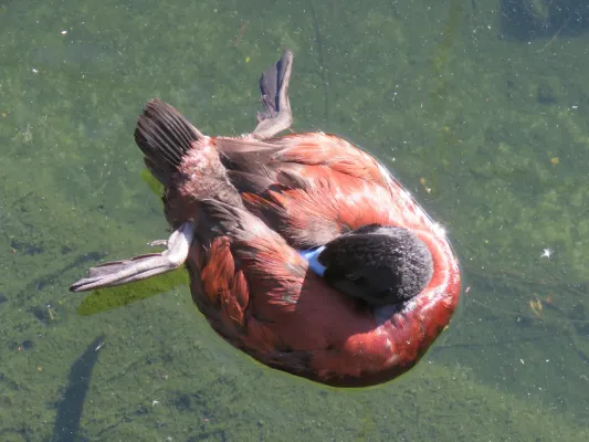 File:Blue-billed duck (Oxyura australis) at Perth Zoo, June 2023 02.jpg