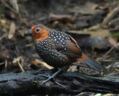 File:Acropternis orthonyx 173294293.jpg