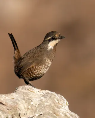 File:Pteroptochos megapodius 188366152.jpg