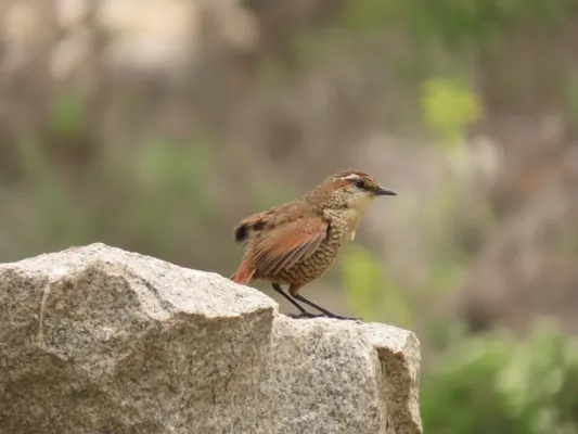 File:Scelorchilus albicollis 236516191.jpg