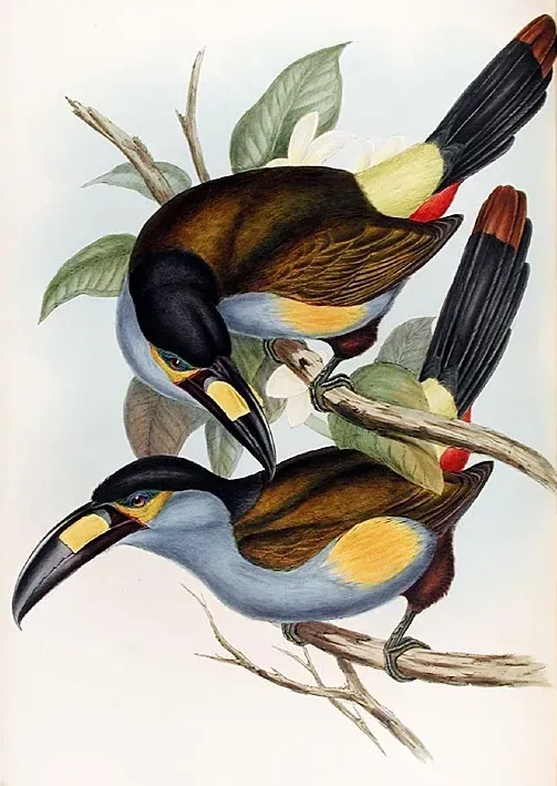 File:Andigena laminirostris-Gould.jpg