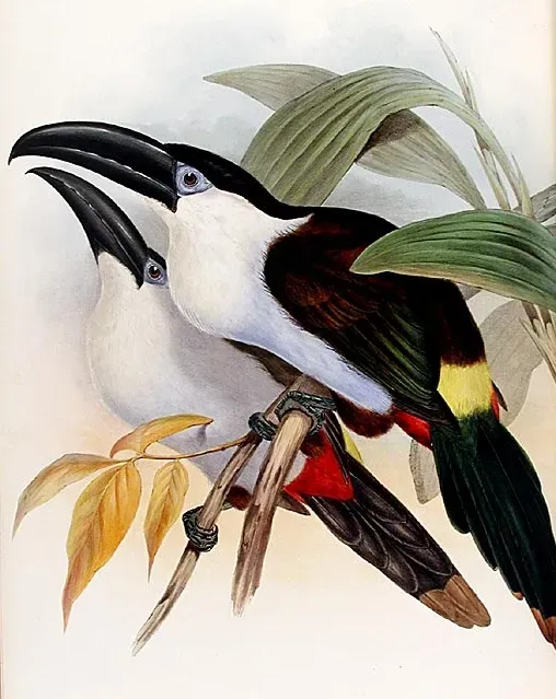 File:Andigena nigrirostris-Gould.jpg