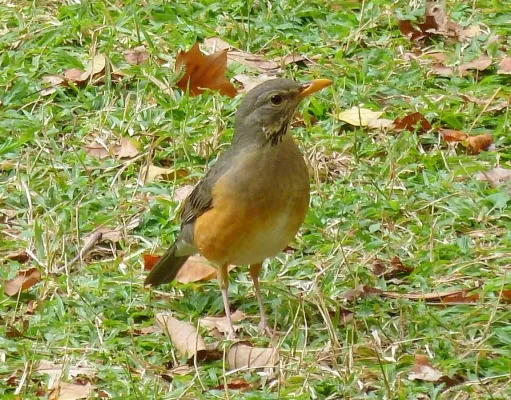File:Turdus libonyana libonyana, Manie vd Schijff BT, a.jpg
