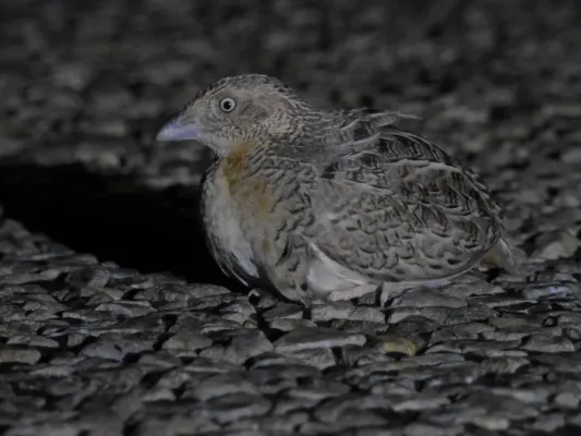 File:Turnix pyrrhothorax 176221267.jpg