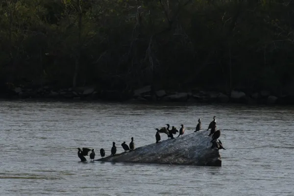 File:Double-crested cormorant - Nannopterum auritum.jpg