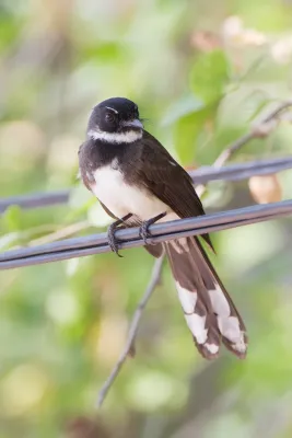 File:Rhipidura javanica - Laem Phak Bia.jpg