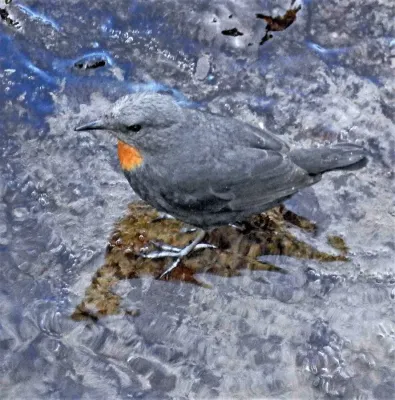 File:Cinclus schulzii 220683639.jpg