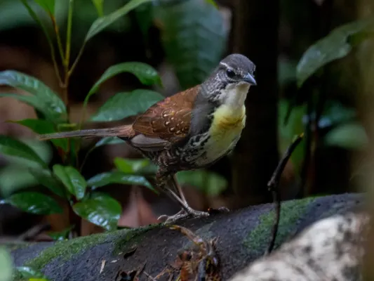 File:Liosceles thoracicus Rusty-belted Tapaculo; Amazonia National Park, Itaituba, Pará, Brazil (cropped).jpg