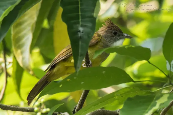 File:Alophoixus bres bres 53175170.jpg
