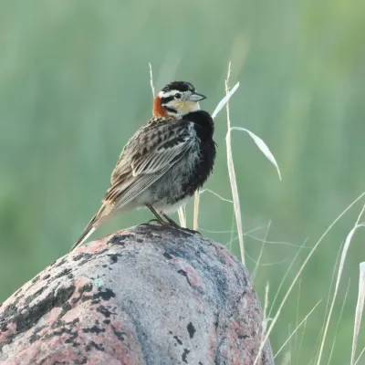 File:Calcarius ornatus GNP 03.jpg