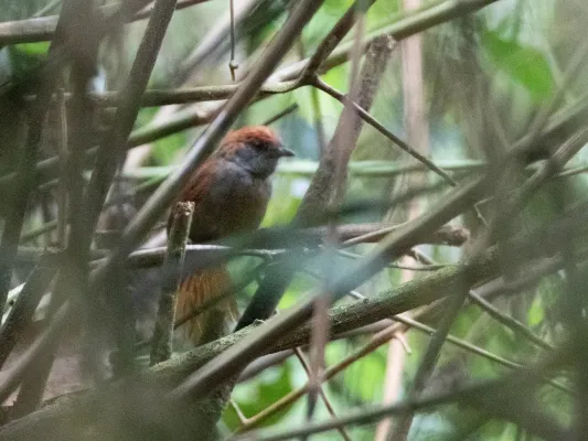 File:Synallaxis cabanisi Cabanis's Spinetail; Satipo, Junín, Peru.jpg